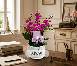 한국꽃배달센터 서양란