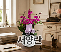 한국꽃배달센터 서양란