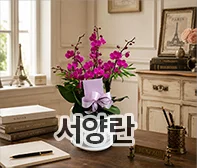 한국꽃배달센터 서양란