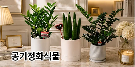 한국꽃배달센터 화분(소)