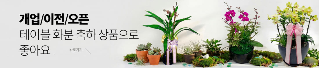승진,영전,개업 축하용 화분